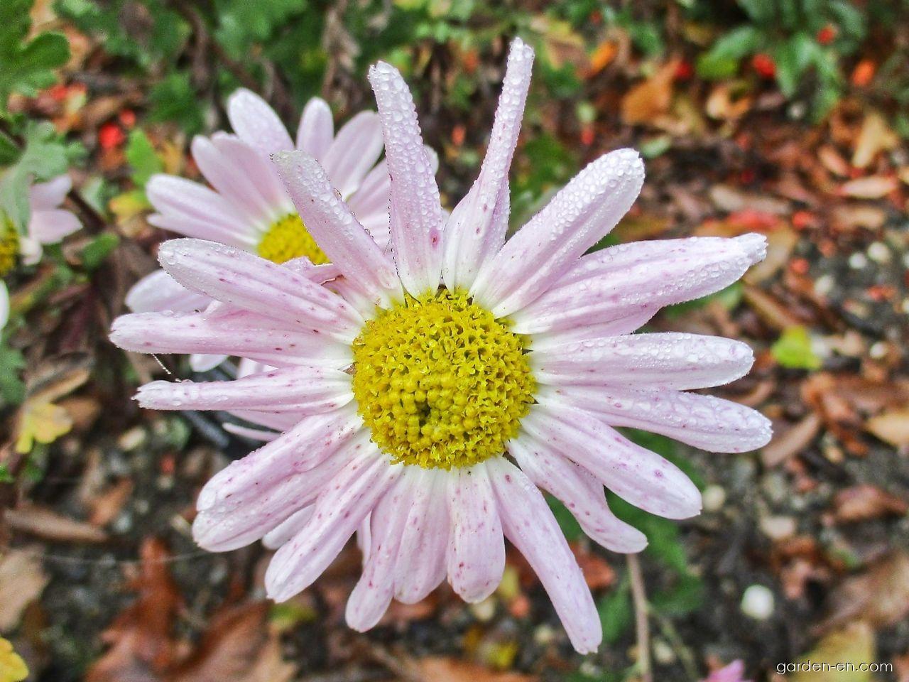 Chrysanthemum x morifolium Aunt Millicent (Chrysanthemum) Chrysanthemum x morifolium Aunt Millicent (Chrysanthemum)