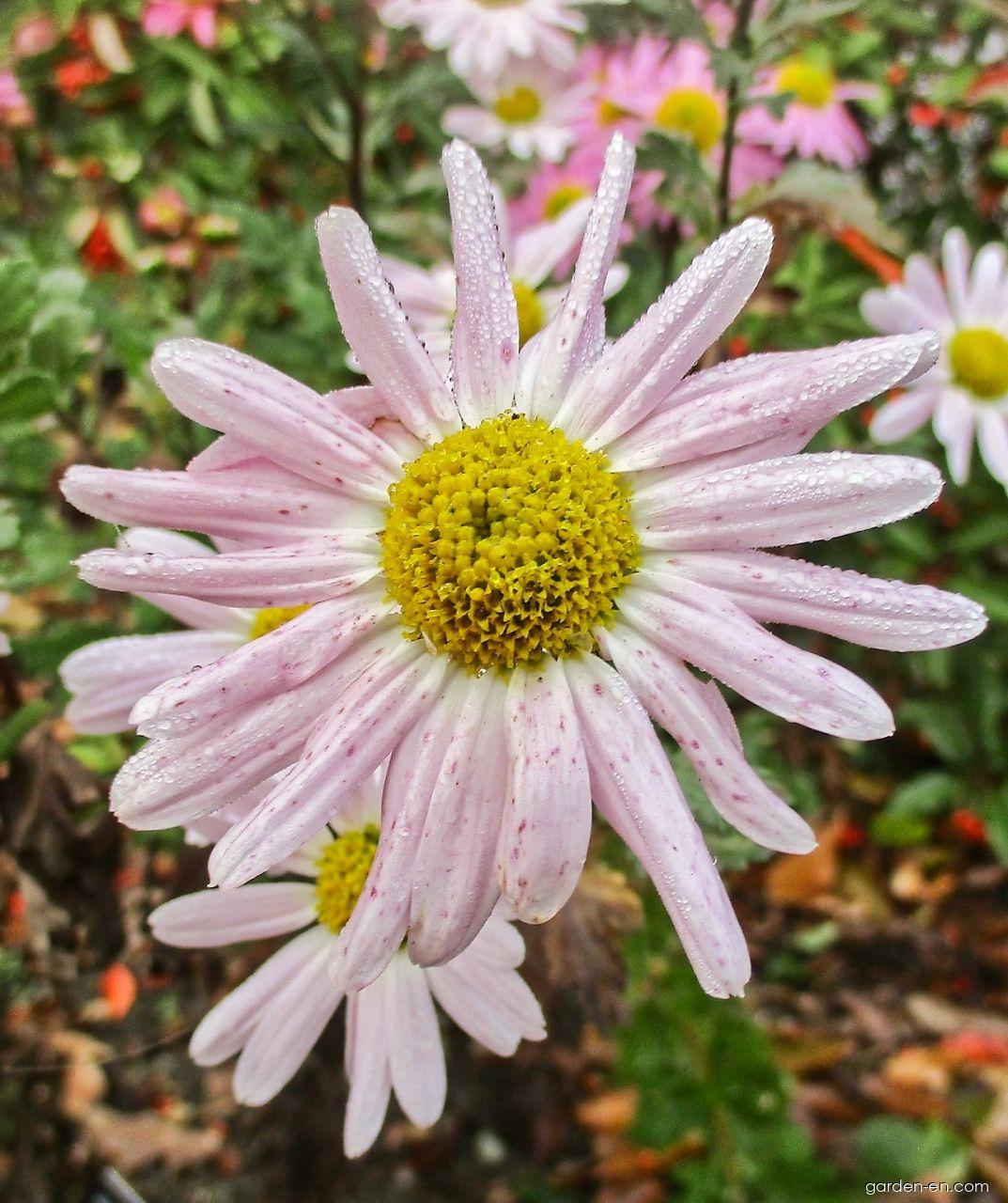Chrysanthemum x morifolium Aunt Millicent (Chrysanthemum) Chrysanthemum x morifolium Aunt Millicent (Chrysanthemum)