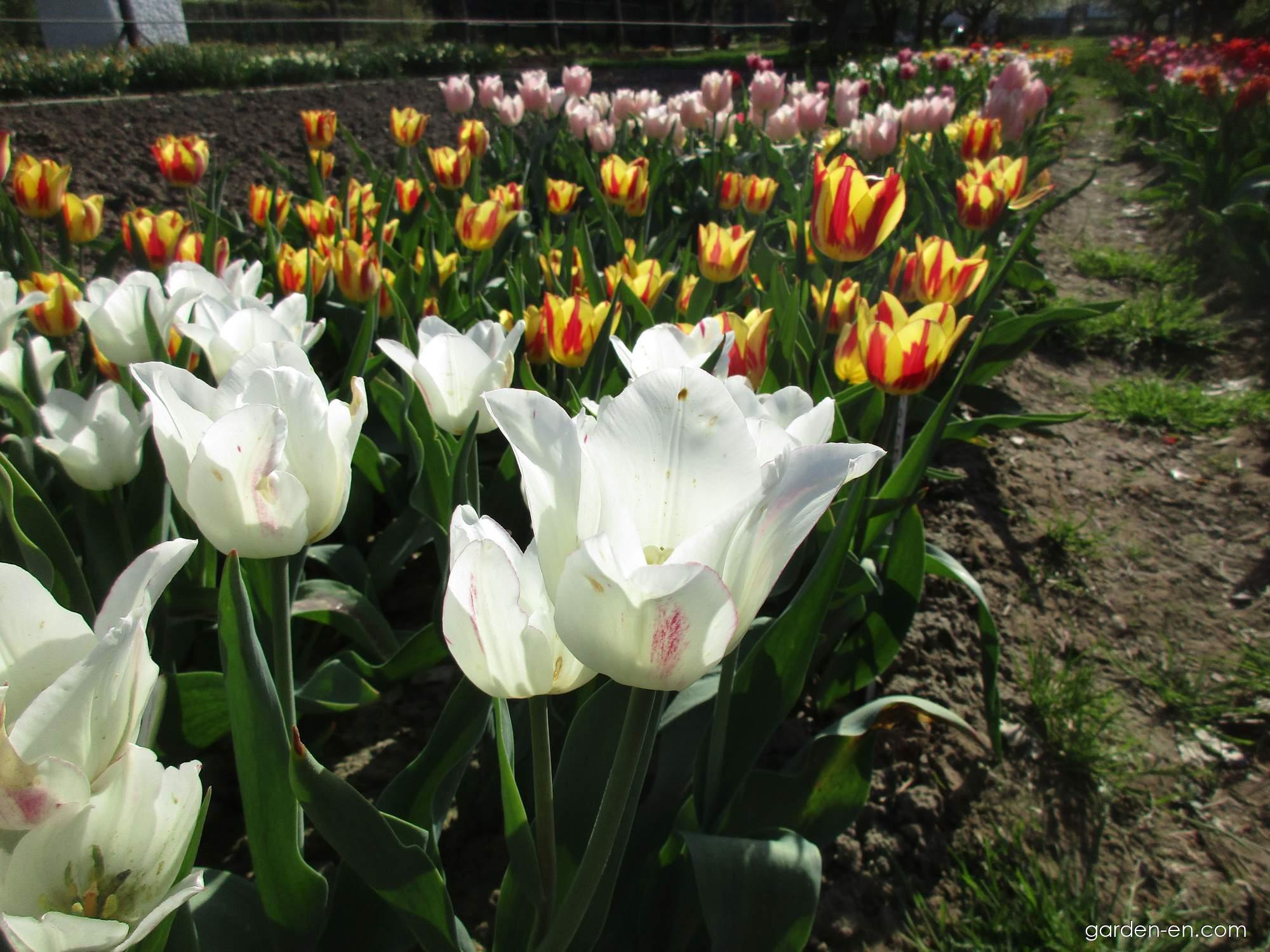 Tulipa Candy Club (Tulip) Tulipa Candy Club (Tulip)