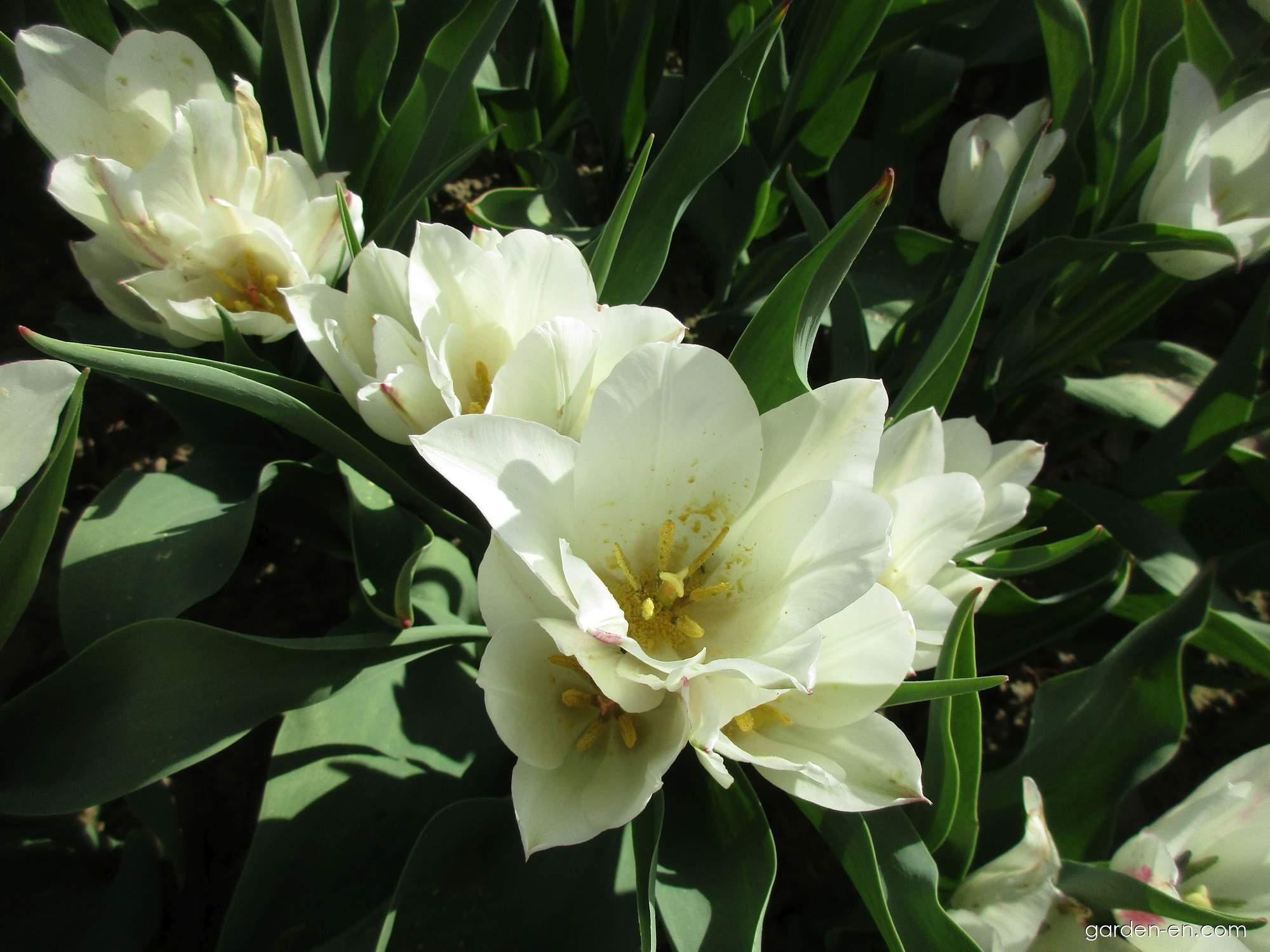 Tulipa Candy Club (Tulip) Tulipa Candy Club (Tulip)