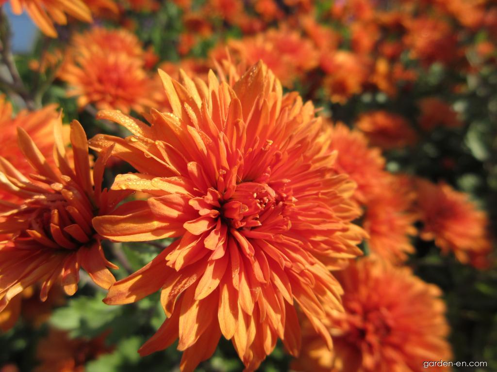 Chrysanthemum x morifolium Mandarine (Chrysanthemum) Chrysanthemum x morifolium Mandarine (Chrysanthemum)