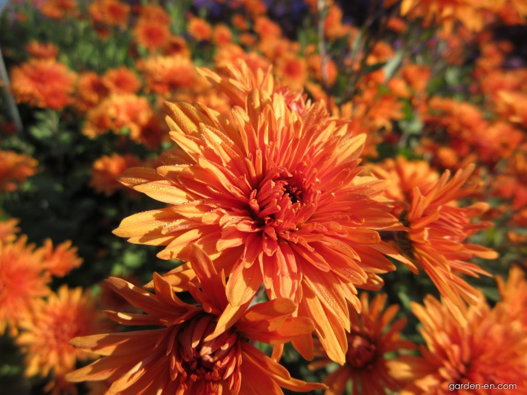 Chrysanthemum x morifolium Mandarine (Chrysanthemum) Chrysanthemum x morifolium Mandarine (Chrysanthemum)