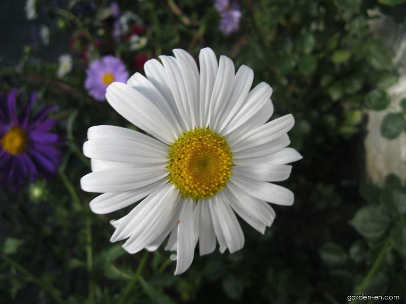Callistephus chinensis (China Aster) Callistephus chinensis (China Aster)