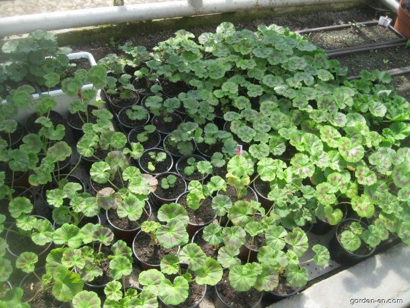 Pelargonium zonale (Garden geranium) Pelargonium zonale (Garden geranium)