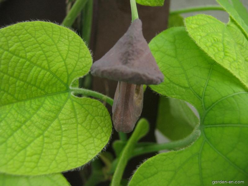 Aristolochia macrophylla Lam. (Dutchman s pipe) Aristolochia macrophylla Lam. (Dutchman s pipe)