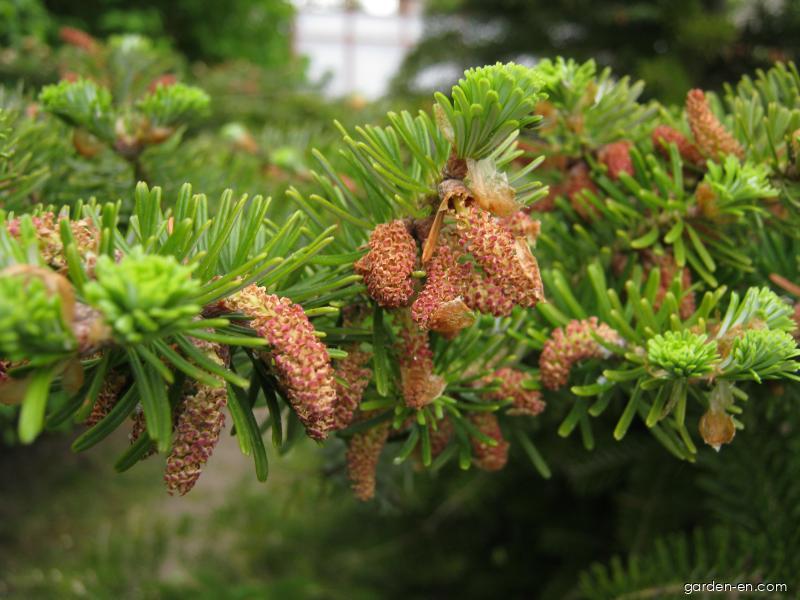 Abies koreana WILS. (Korean fir) Abies koreana WILS. (Korean fir)