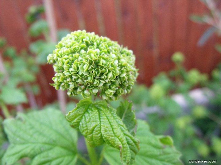 Viburnum opulus L. (European cranberrybush) Viburnum opulus L. (European cranberrybush)