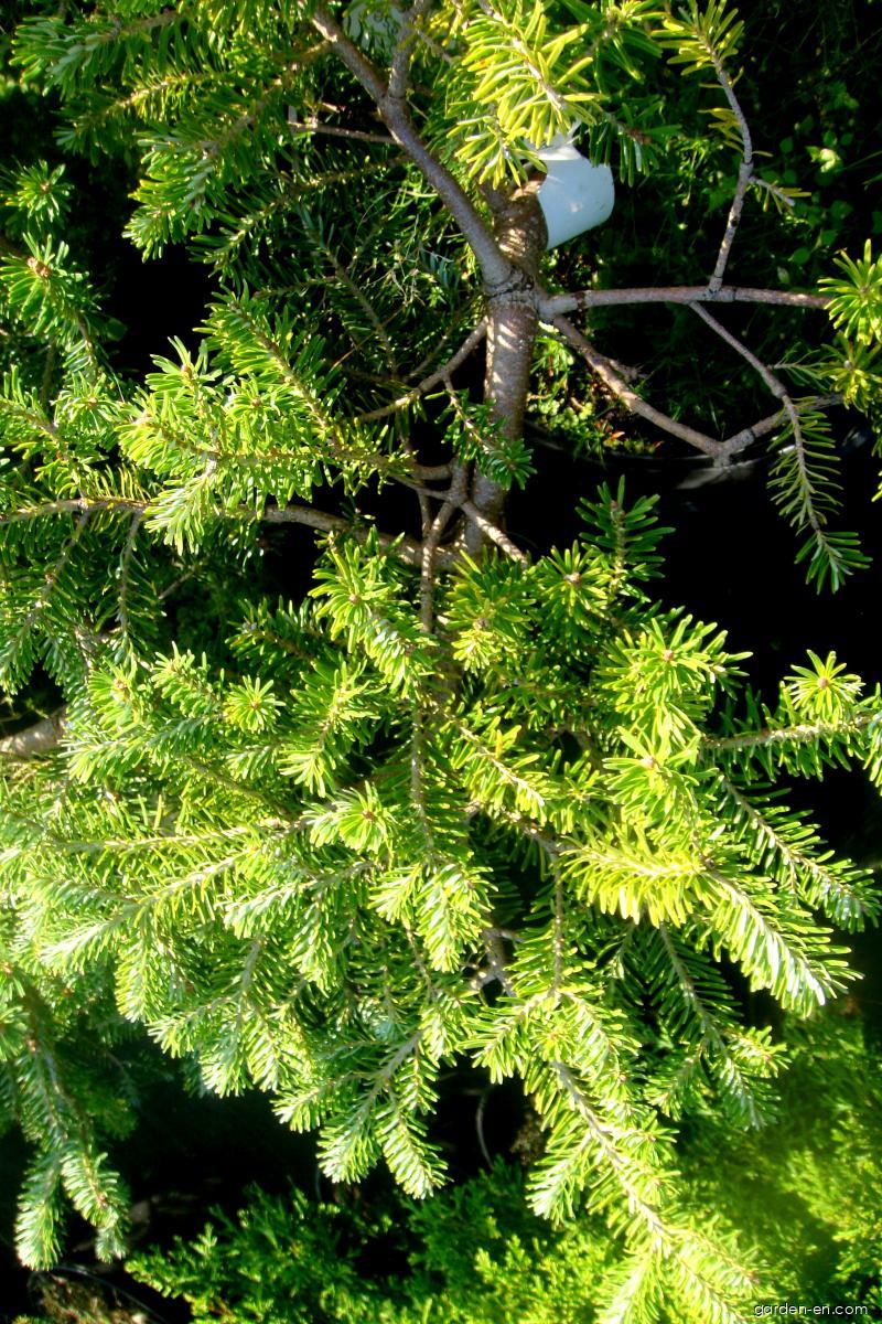 Abies koreana WILS. (Korean fir) Abies koreana WILS. (Korean fir)