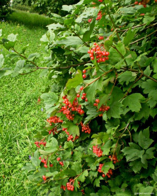 Viburnum opulus L. (European cranberrybush) Viburnum opulus L. (European cranberrybush)