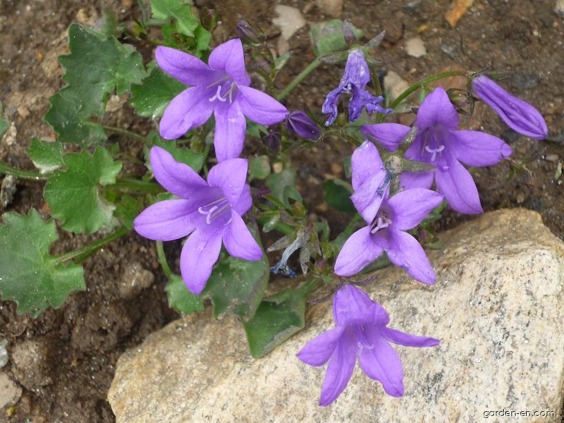 Campanula poscharskyana DEGEN. (Dalmatian campanula) Campanula poscharskyana DEGEN. (Dalmatian campanula)