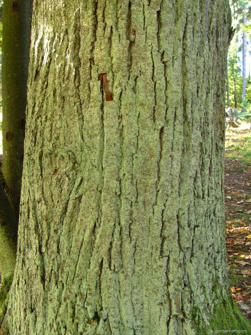 Tilia cordata Mill. (Small-leaved Lime) Tilia cordata Mill. (Small-leaved Lime)