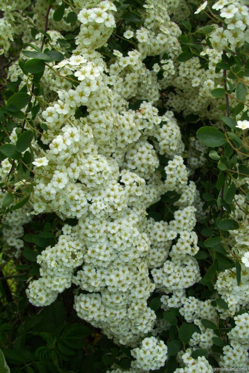 Spiraea x cinerea Grefsheim ZAB. (meadowsweet) Spiraea x cinerea Grefsheim ZAB. (meadowsweet)