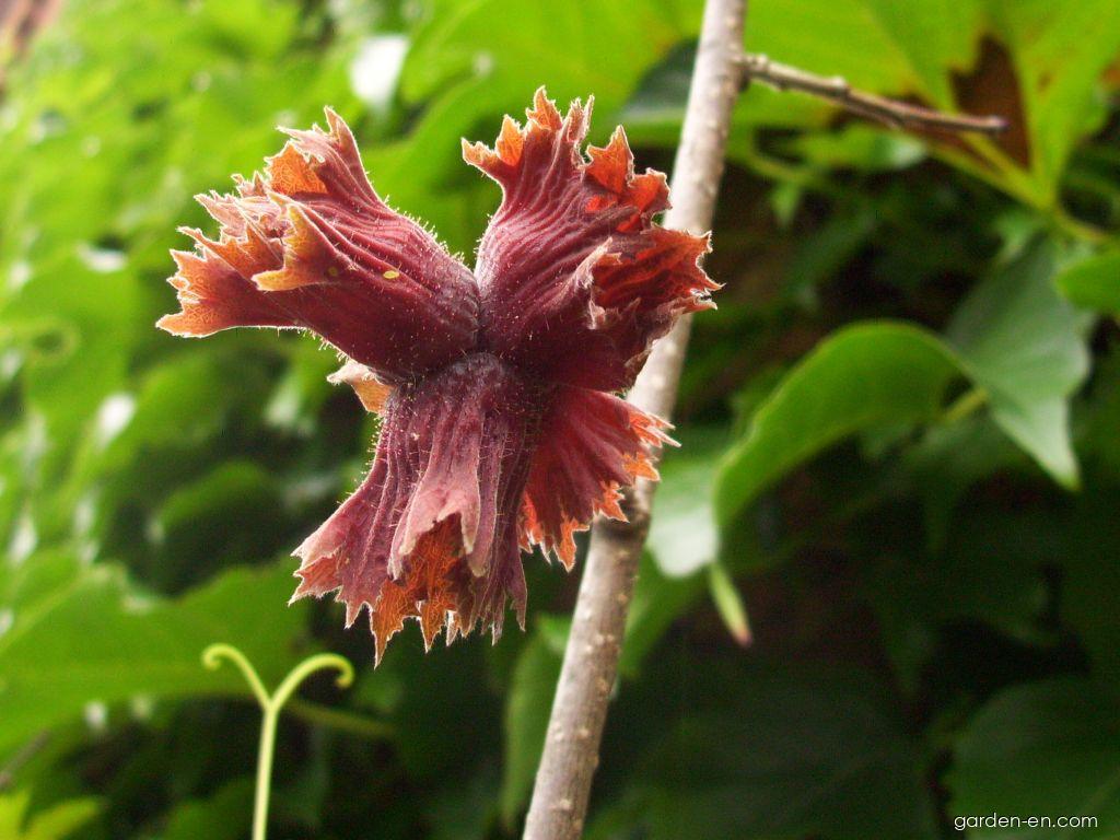 Filbert Ranata Photo giant filbert Purpurea - fruits 2 | Garden-en.com