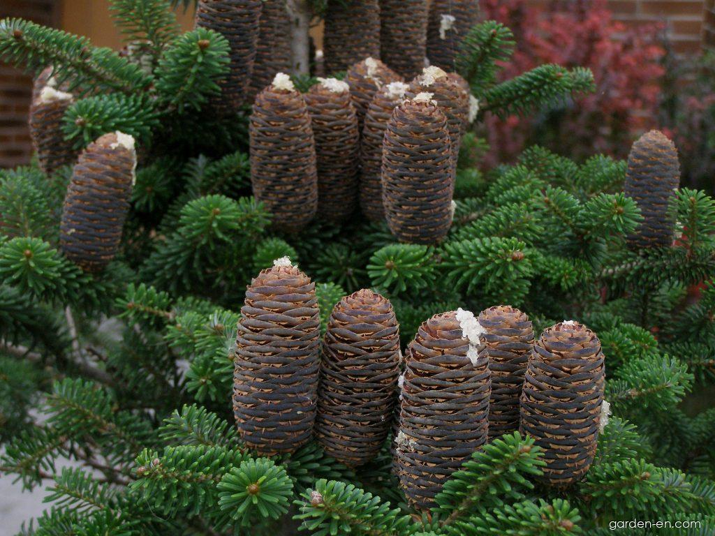 Abies koreana WILS. (Korean fir) Abies koreana WILS. (Korean fir)