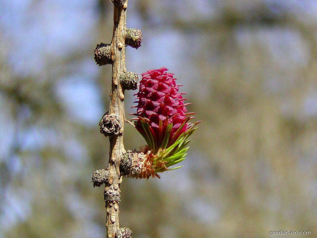 Larix decidua MILL. (European larch) Larix decidua MILL. (European larch)