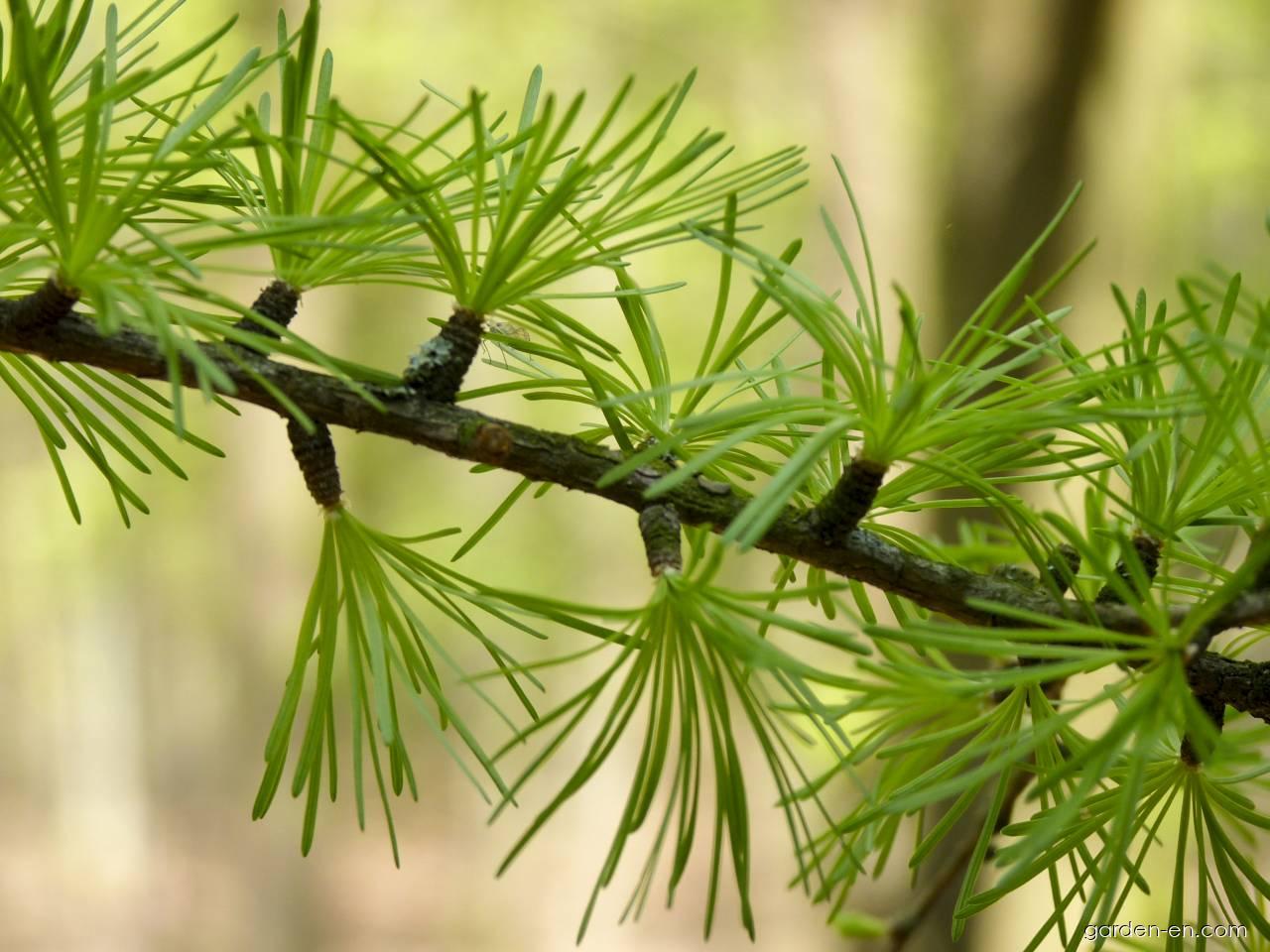 Larix decidua MILL. (European larch) Larix decidua MILL. (European larch)