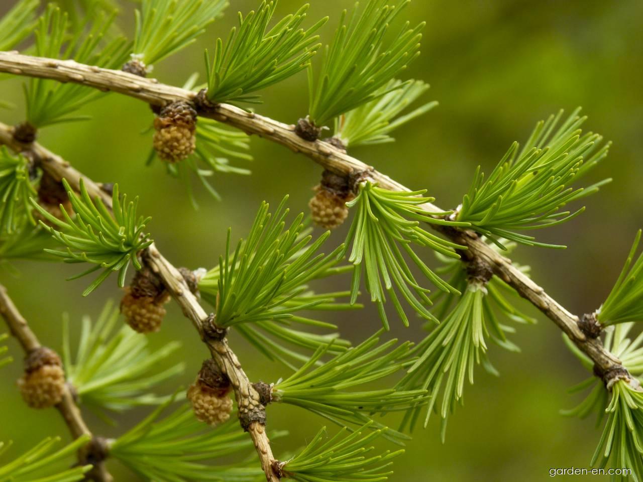 Larix decidua MILL. (European larch) Larix decidua MILL. (European larch)