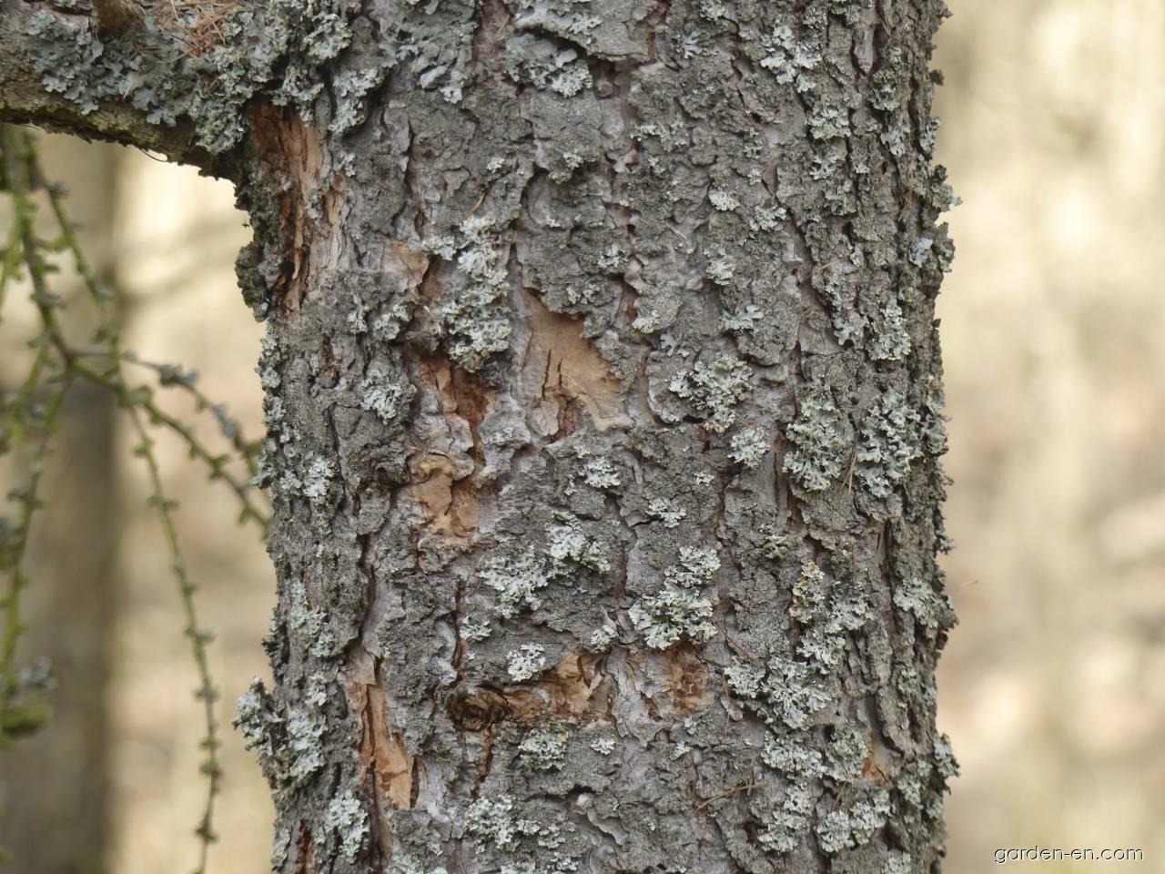 Larix decidua MILL. (European larch) Larix decidua MILL. (European larch)