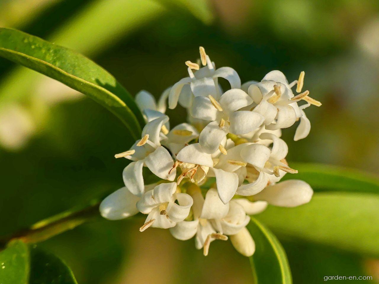 Ligustrum vulgare L. (European privet) Ligustrum vulgare L. (European privet)