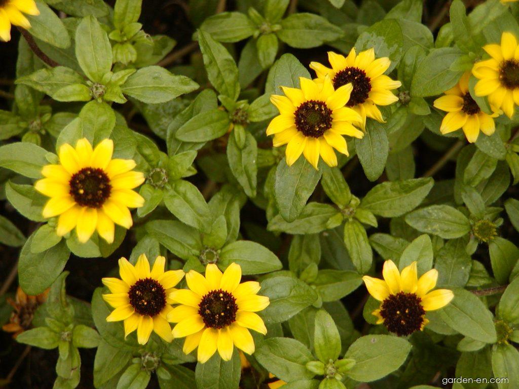 Sanvitalia procumbens LAM. (Mexican Creeping Zinnia) Sanvitalia procumbens LAM. (Mexican Creeping Zinnia)