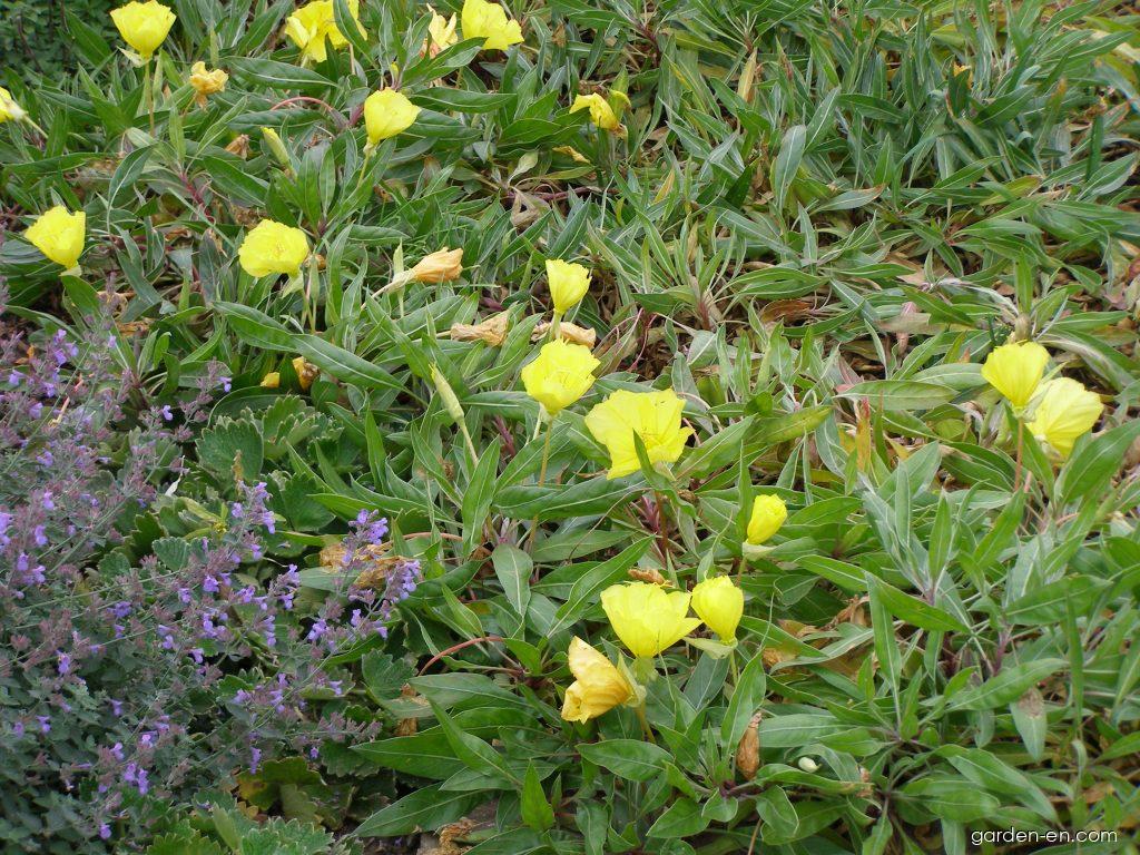 Oenothera missouriensis SIMS. (Ozark Sundrop) Oenothera missouriensis SIMS. (Ozark Sundrop)
