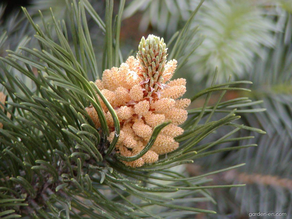 Pinus sylvestris L. (Scots pine) Pinus sylvestris L. (Scots pine)