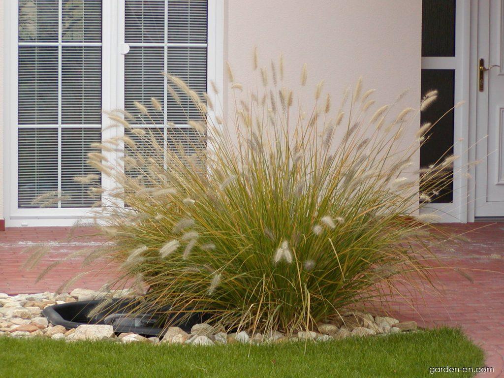 Pennisetum alopecuroides (L.) SPRENG. (Chinese fountaingrass) Pennisetum alopecuroides (L.) SPRENG. (Chinese fountaingrass)