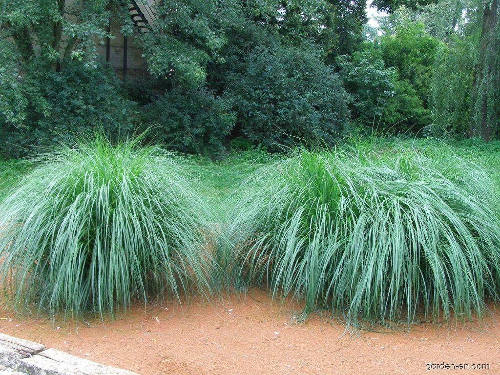 Pennisetum alopecuroides (L.) SPRENG. (Chinese fountaingrass) Pennisetum alopecuroides (L.) SPRENG. (Chinese fountaingrass)