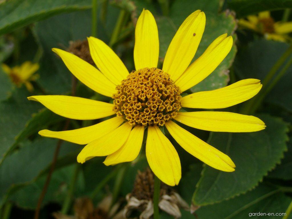 Heliopsis helianthoides (L.) SWEET (smooth oxeye) Heliopsis helianthoides (L.) SWEET (smooth oxeye)