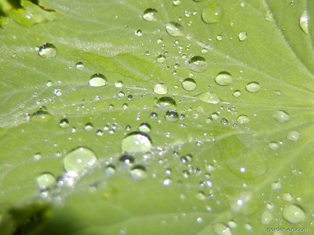 Alchemilla mollis (BURSER) ROTHM. (lady s mantle) Alchemilla mollis (BURSER) ROTHM. (lady s mantle)