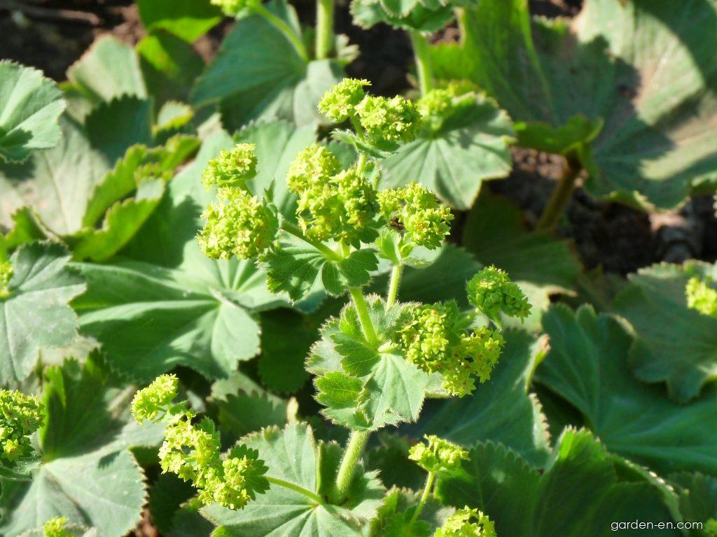 Alchemilla mollis (BURSER) ROTHM. (lady s mantle) Alchemilla mollis (BURSER) ROTHM. (lady s mantle)