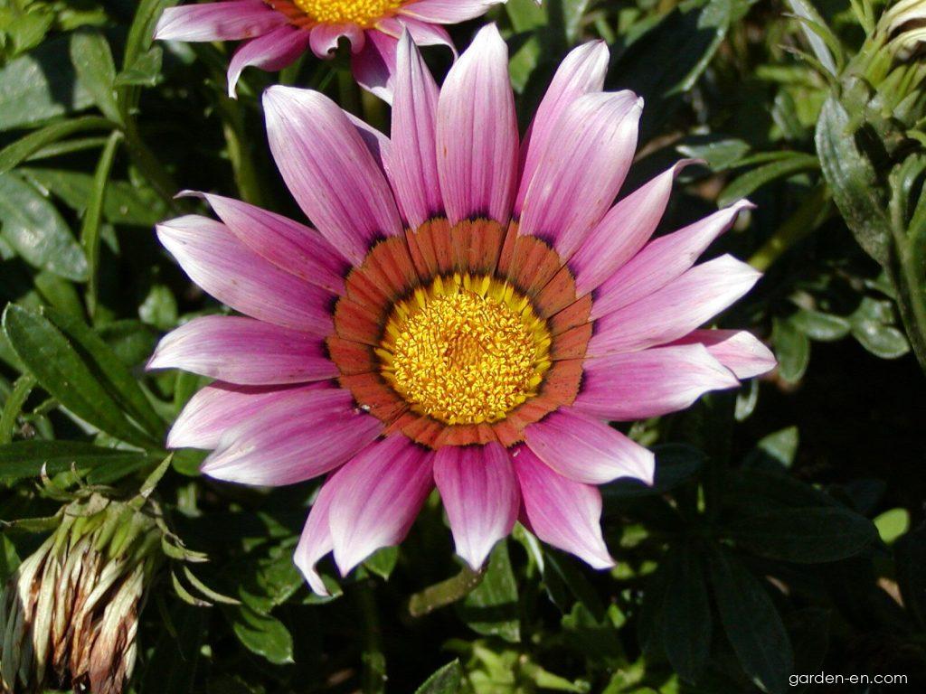 Gazania rigens L. (Treasureflower) Gazania rigens L. (Treasureflower)
