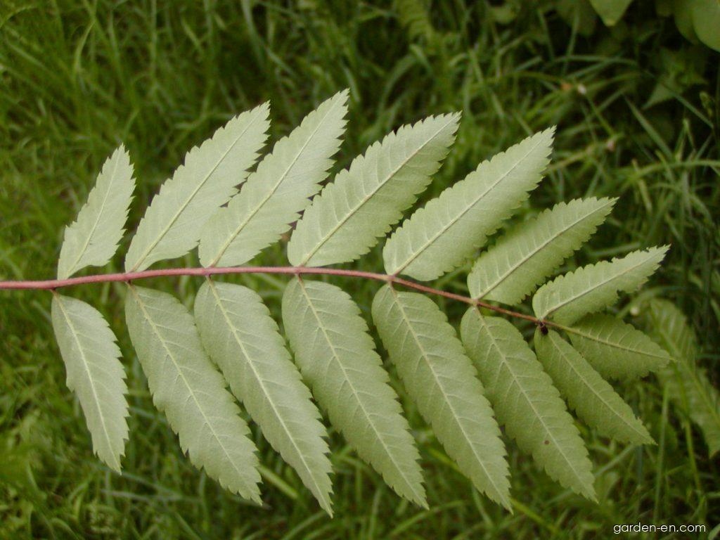 Sorbus aucuparia L. (European mountain ash) Sorbus aucuparia L. (European mountain ash)