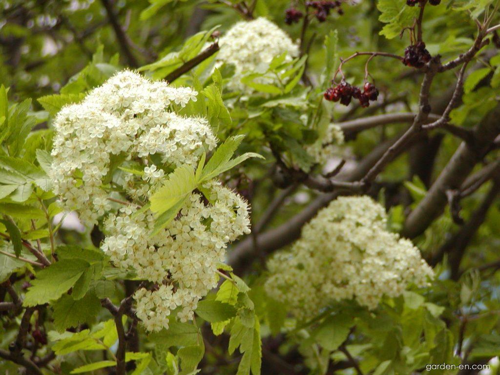Sorbus aucuparia L. (European mountain ash) Sorbus aucuparia L. (European mountain ash)