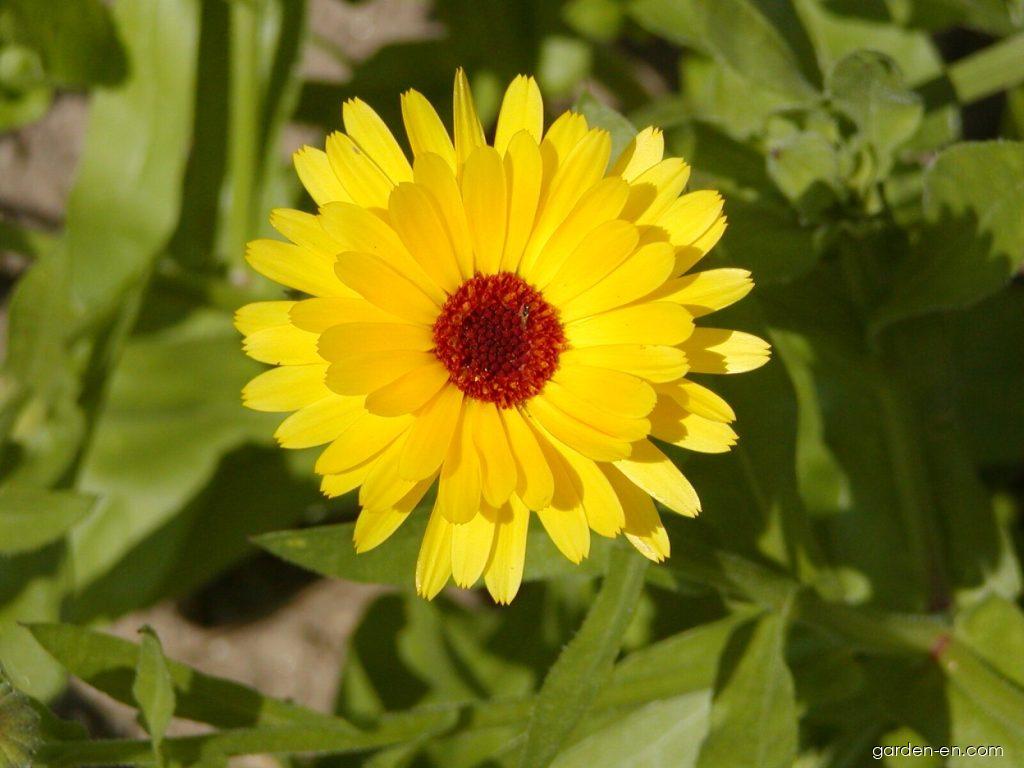 Calendula officinalis L. (pot marigold) Calendula officinalis L. (pot marigold)