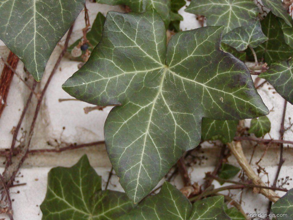 Hedera helix L. (English ivy) Hedera helix L. (English ivy)