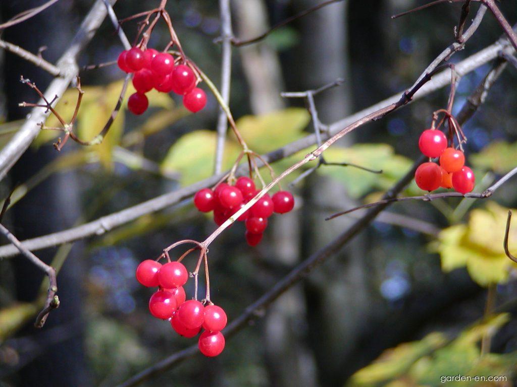 Viburnum opulus L. (European cranberrybush) Viburnum opulus L. (European cranberrybush)