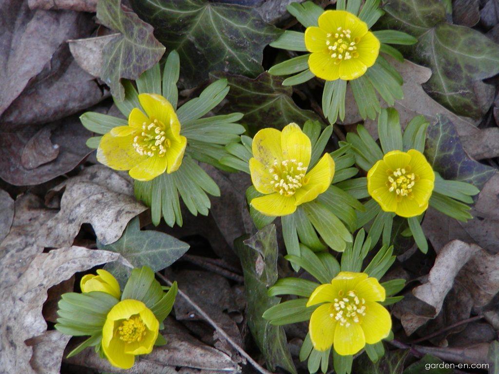 Eranthis hyemalis (L.) Salisb. (Winter Aconite) Eranthis hyemalis (L.) Salisb. (Winter Aconite)