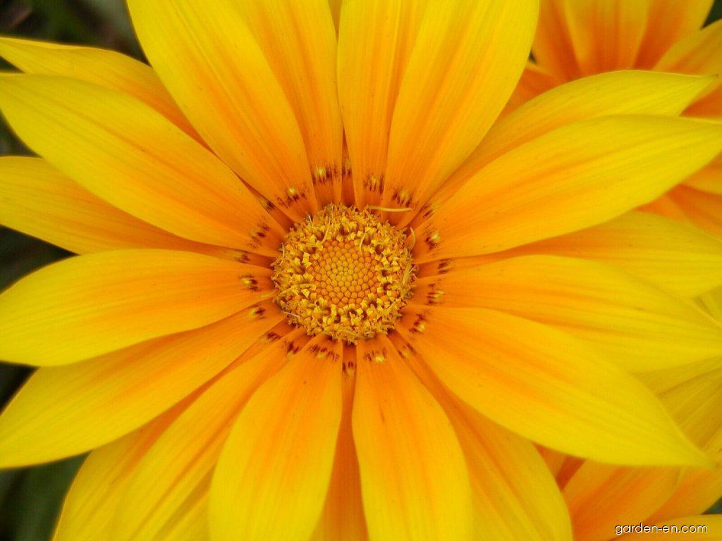 Gazania rigens L. (Treasureflower) Gazania rigens L. (Treasureflower)