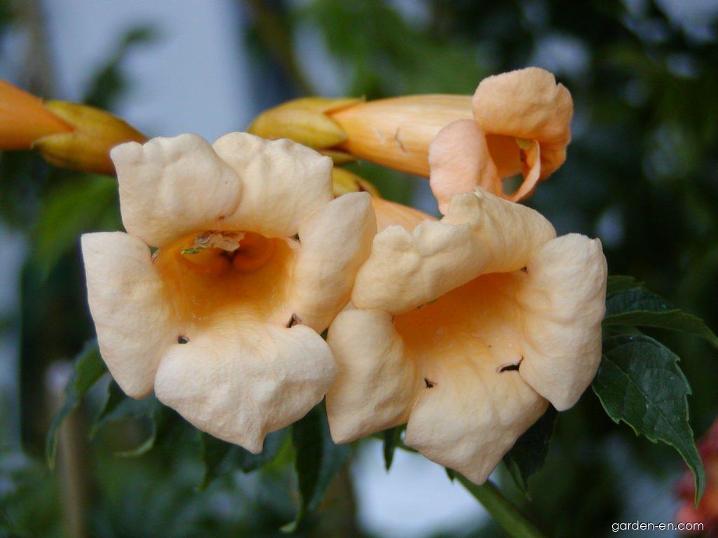 Campsis radicans Flava (Trumpet-creeper) Campsis radicans Flava (Trumpet-creeper)