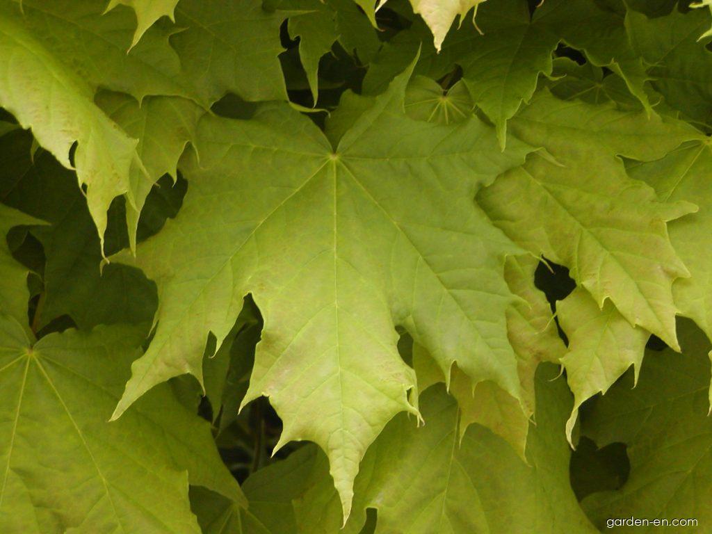Norway Maple Acer Platanoides Globosum Leaves Garden En Com