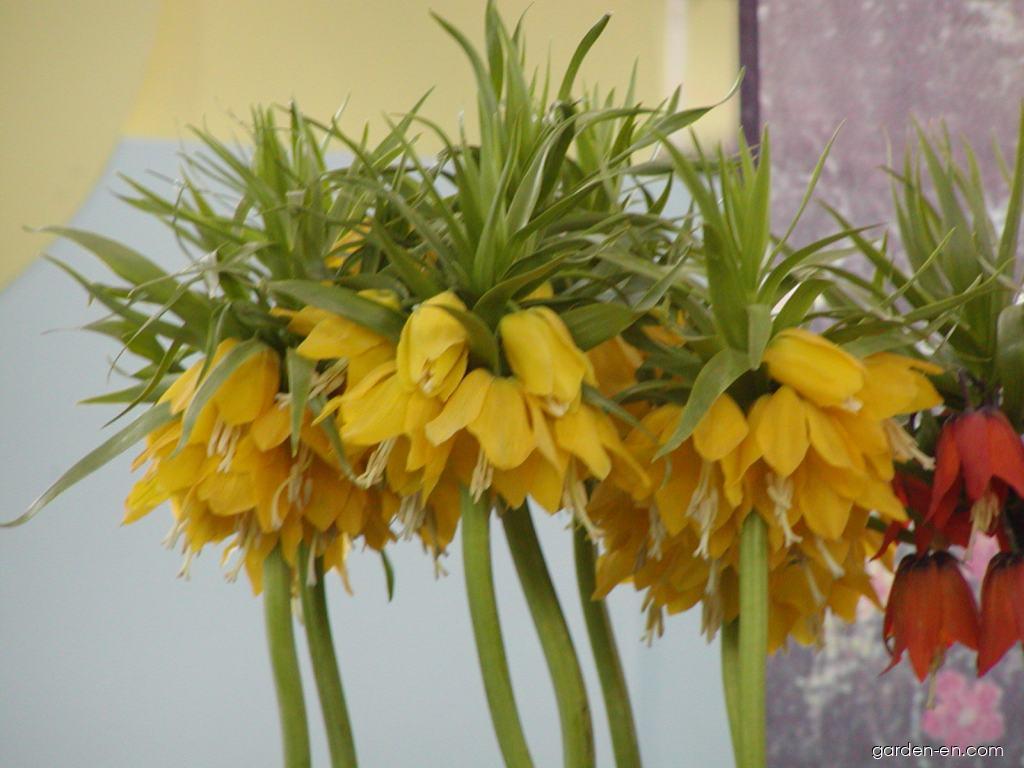 Fritillaria imperialis Lutea (Imperial Fritillary) Fritillaria imperialis Lutea (Imperial Fritillary)