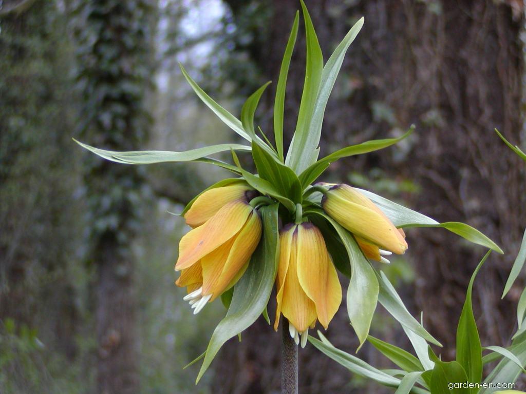 Fritillaria imperialis Lutea (Imperial Fritillary) Fritillaria imperialis Lutea (Imperial Fritillary)