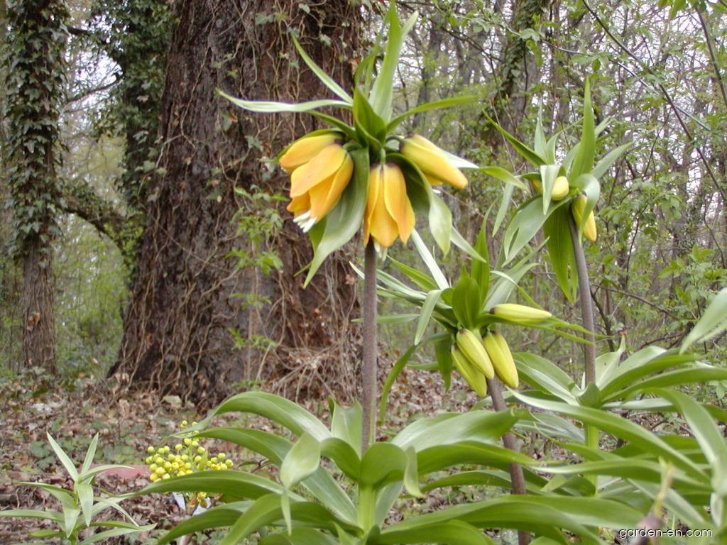 Fritillaria imperialis Lutea (Imperial Fritillary) Fritillaria imperialis Lutea (Imperial Fritillary)