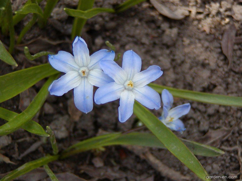 Scilla luciliae (Boiss.) Speta (Boissier s Glory-of-the-snow) Scilla luciliae (Boiss.) Speta (Boissier s Glory-of-the-snow)