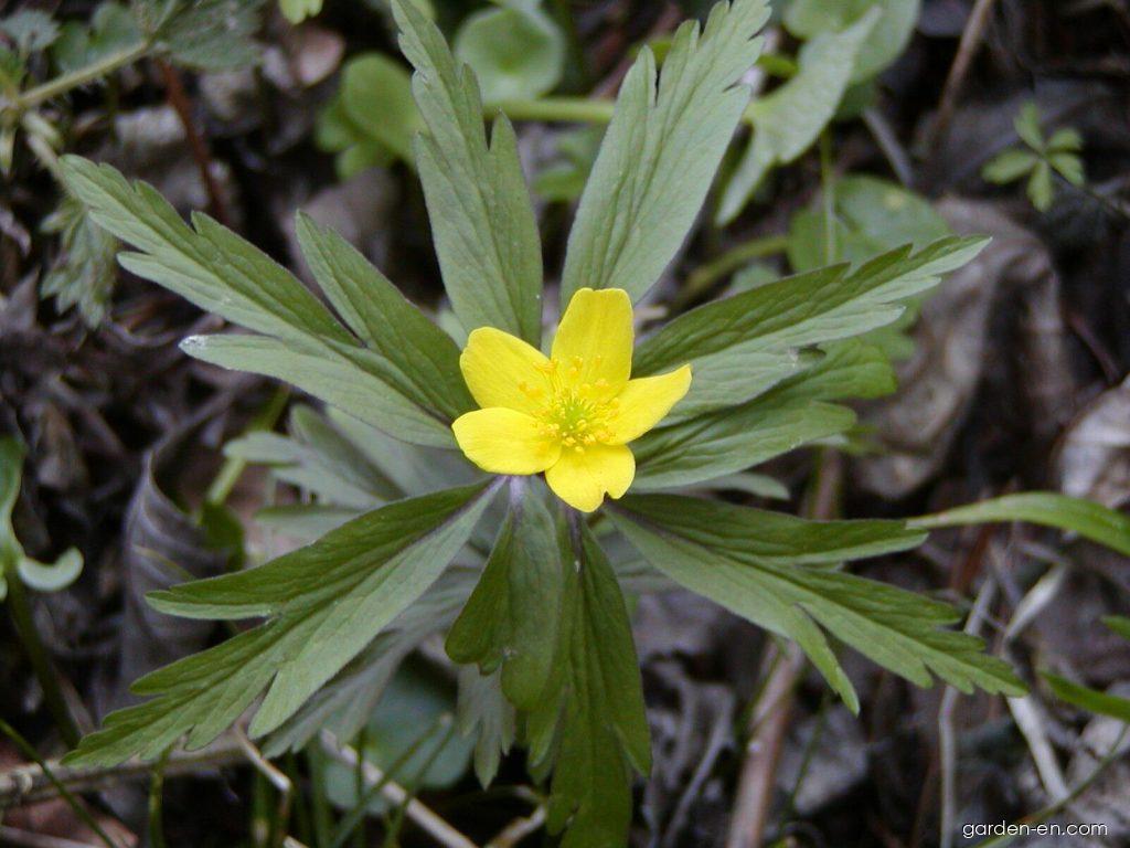 Anemone ranunculoides L. (Yellow Anemone) Anemone ranunculoides L. (Yellow Anemone)