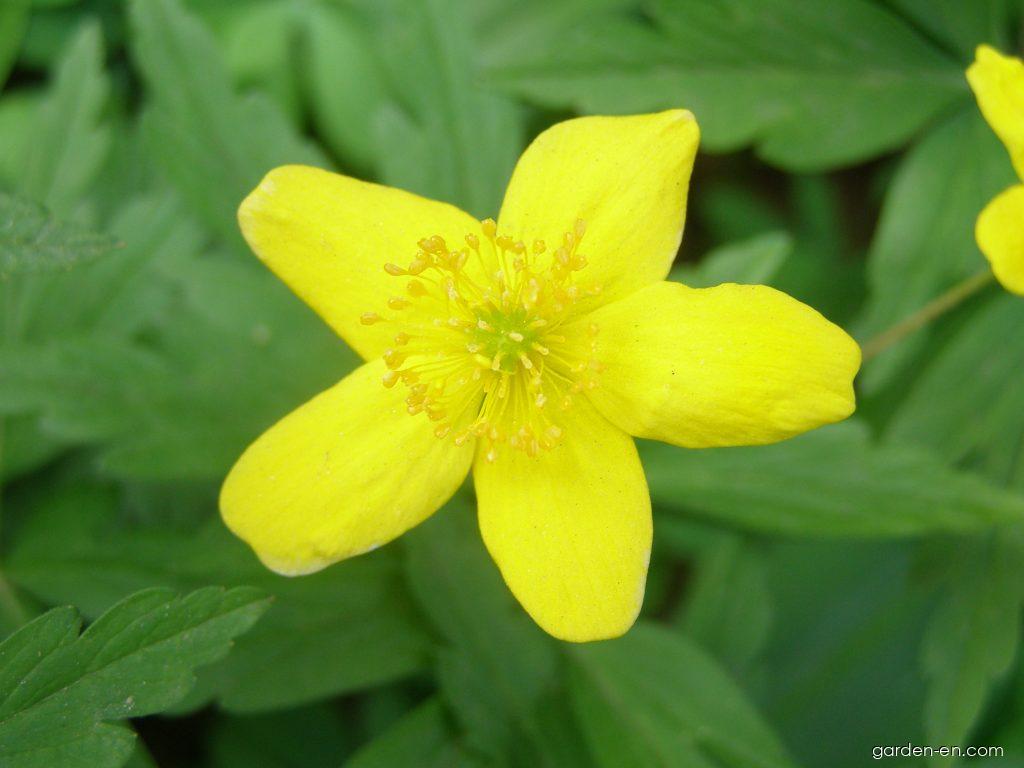 Anemone ranunculoides L. (Yellow Anemone) Anemone ranunculoides L. (Yellow Anemone)