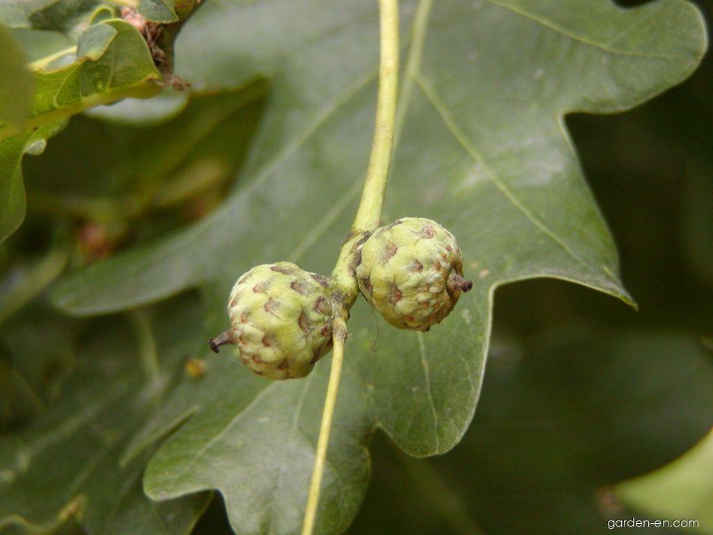 Quercus robur Fastigiata (Columnar English Oak) Quercus robur Fastigiata (Columnar English Oak)