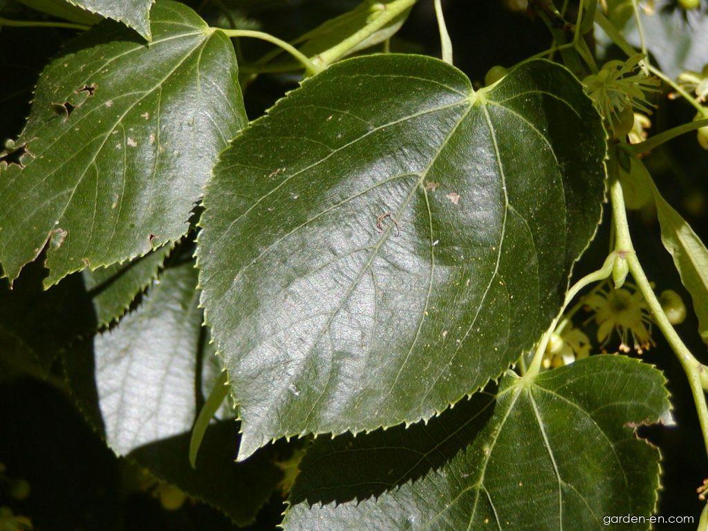 Tilia euchlora K. Koch (Crimean Lime, Caucasian Lime) Tilia euchlora K. Koch (Crimean Lime, Caucasian Lime)