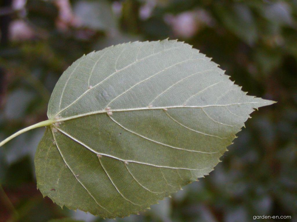 Tilia euchlora K. Koch (Crimean Lime, Caucasian Lime) Tilia euchlora K. Koch (Crimean Lime, Caucasian Lime)